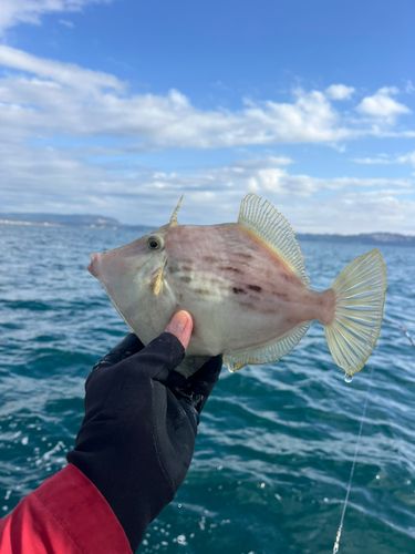 カワハギの釣果