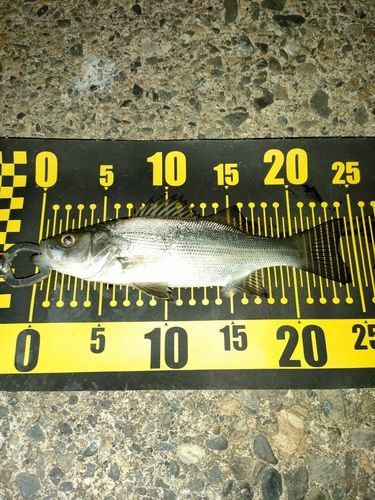 セイゴ（マルスズキ）の釣果