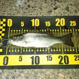 セイゴ（マルスズキ）