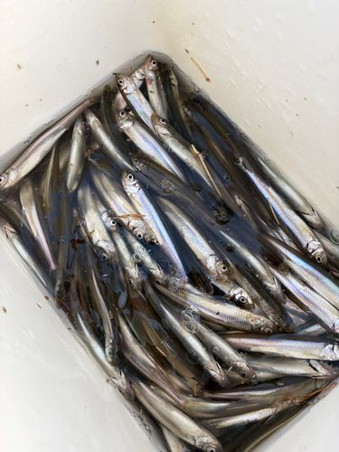 ワカサギの釣果