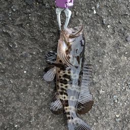 チャイロマルハタ