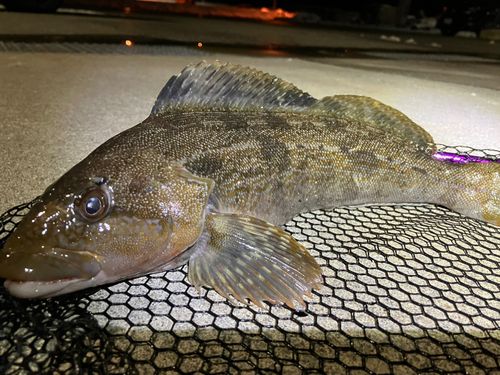 アイナメの釣果