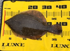 マコガレイの釣果