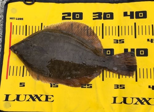 マコガレイの釣果