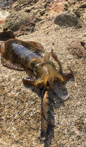 アオリイカの釣果