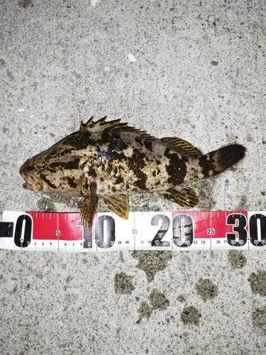 タケノコメバルの釣果