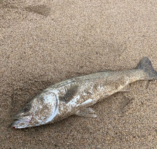 天神川河口（鳥取）
