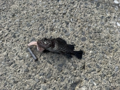 クロソイの釣果