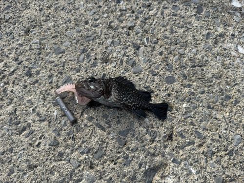 クロソイの釣果