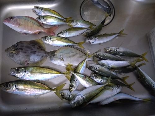 マアジの釣果