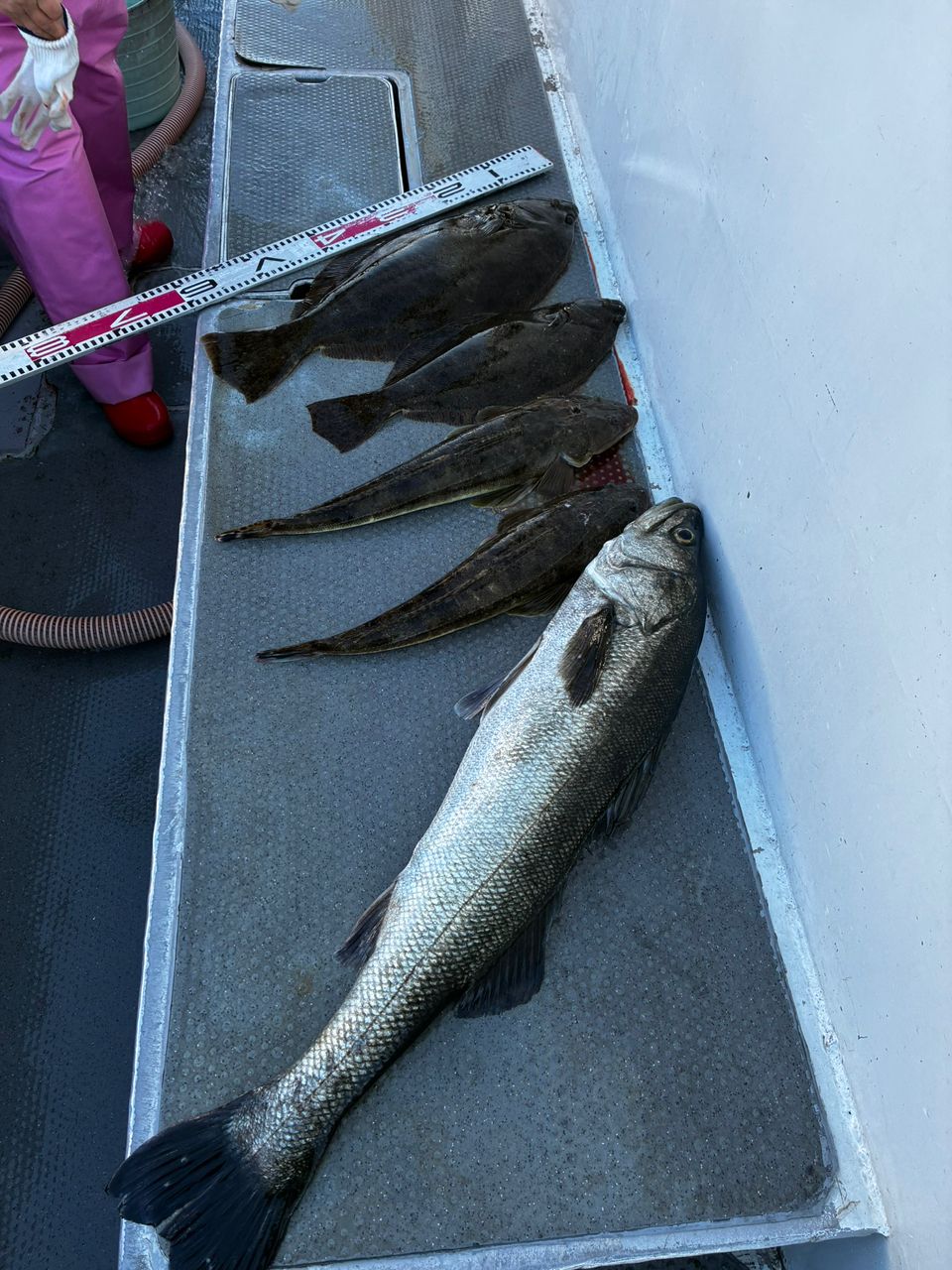 Ｔ.SUDOさんの釣果 2枚目の画像