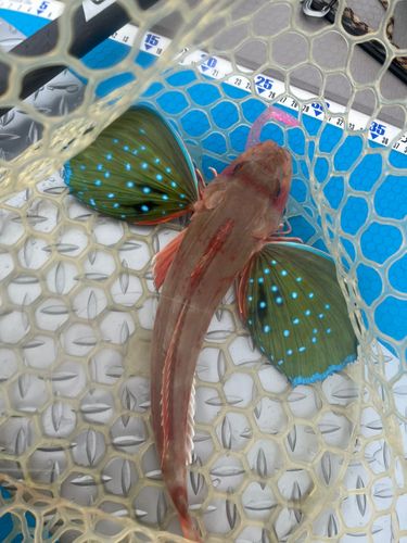 ホウボウの釣果