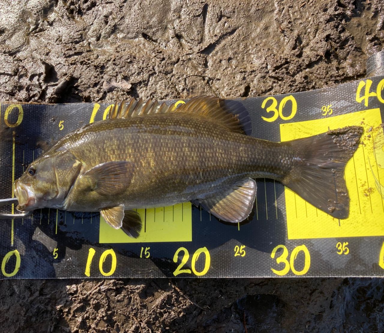 MajorCraft デイズ ベイト DYC-692MHの最安値・インプレ・釣果 | 本音