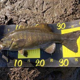 スモールマウスバス