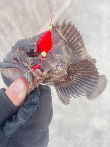 ムラソイの釣果