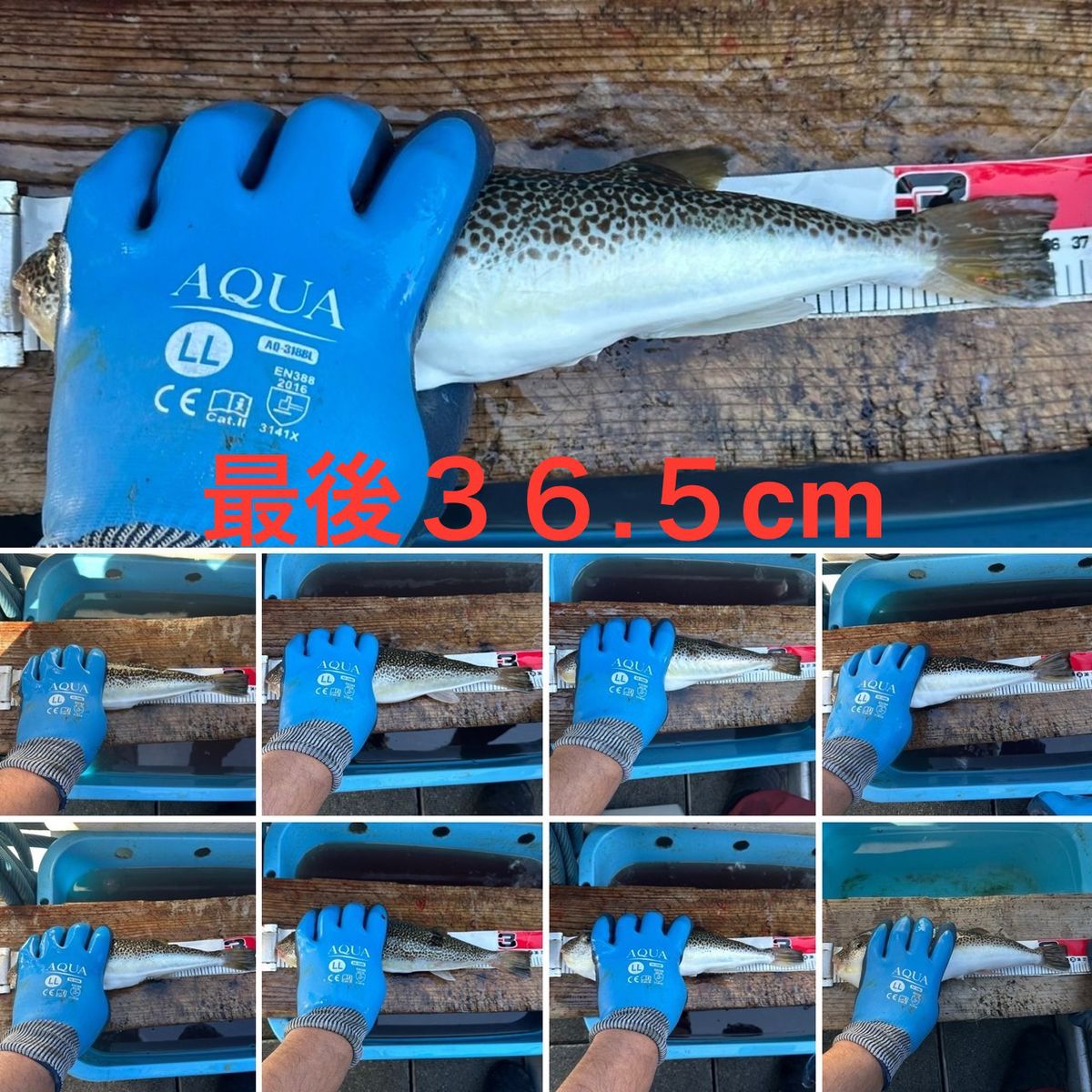 剛丸@古宮漁港さんの釣果 3枚目の画像