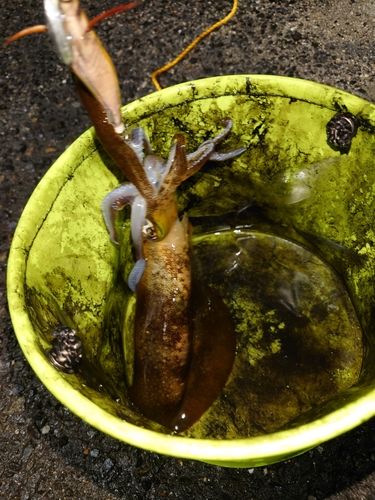 アオリイカの釣果