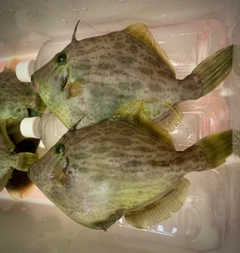 カワハギの釣果