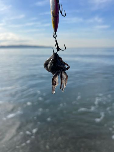 イカの釣果