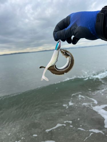 シタビラメの釣果