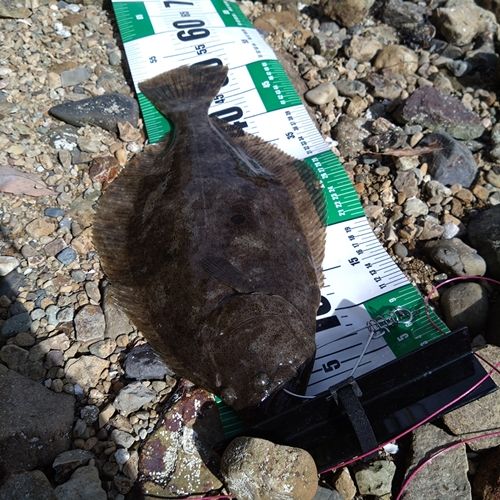 ヒラメの釣果