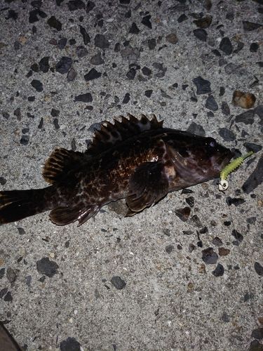 タケノコメバルの釣果