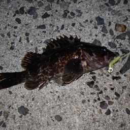 タケノコメバル