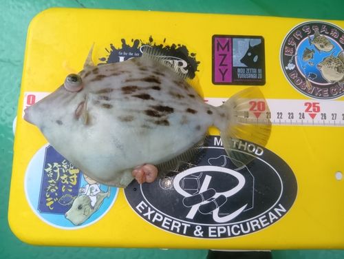 カワハギの釣果