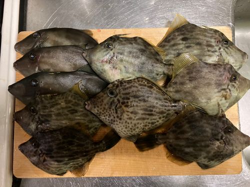 カワハギの釣果