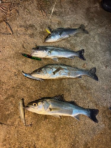 シーバスの釣果