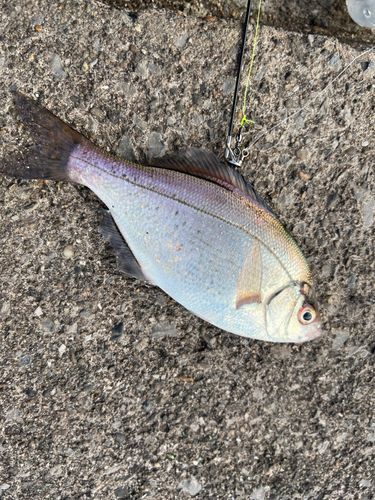 ウミタナゴの釣果