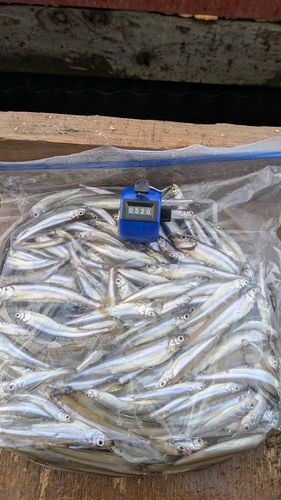 ワカサギの釣果