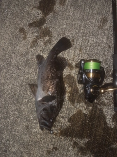 クロソイの釣果