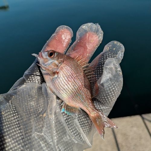 チャリコの釣果