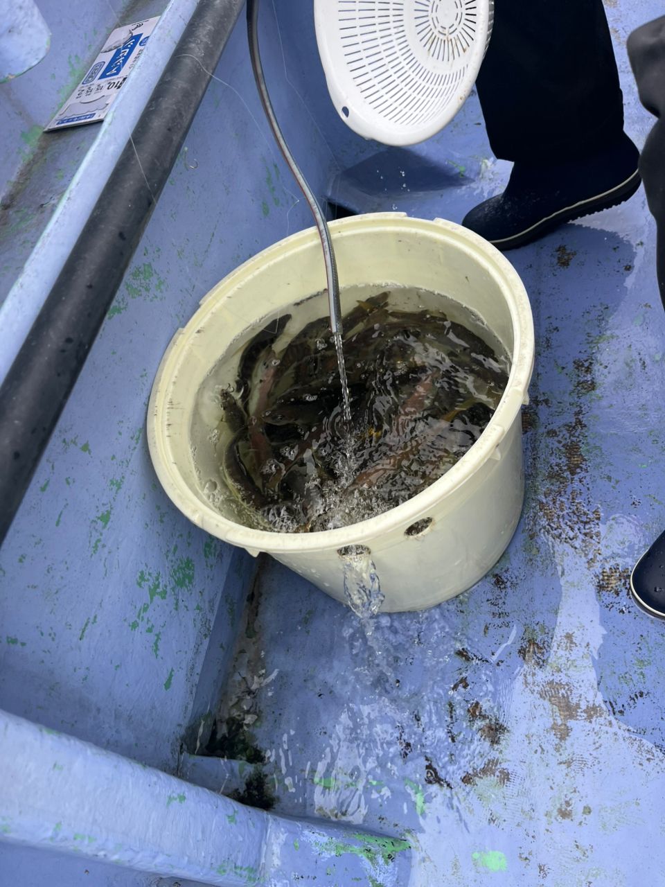 もみちゃんさんの釣果 1枚目の画像