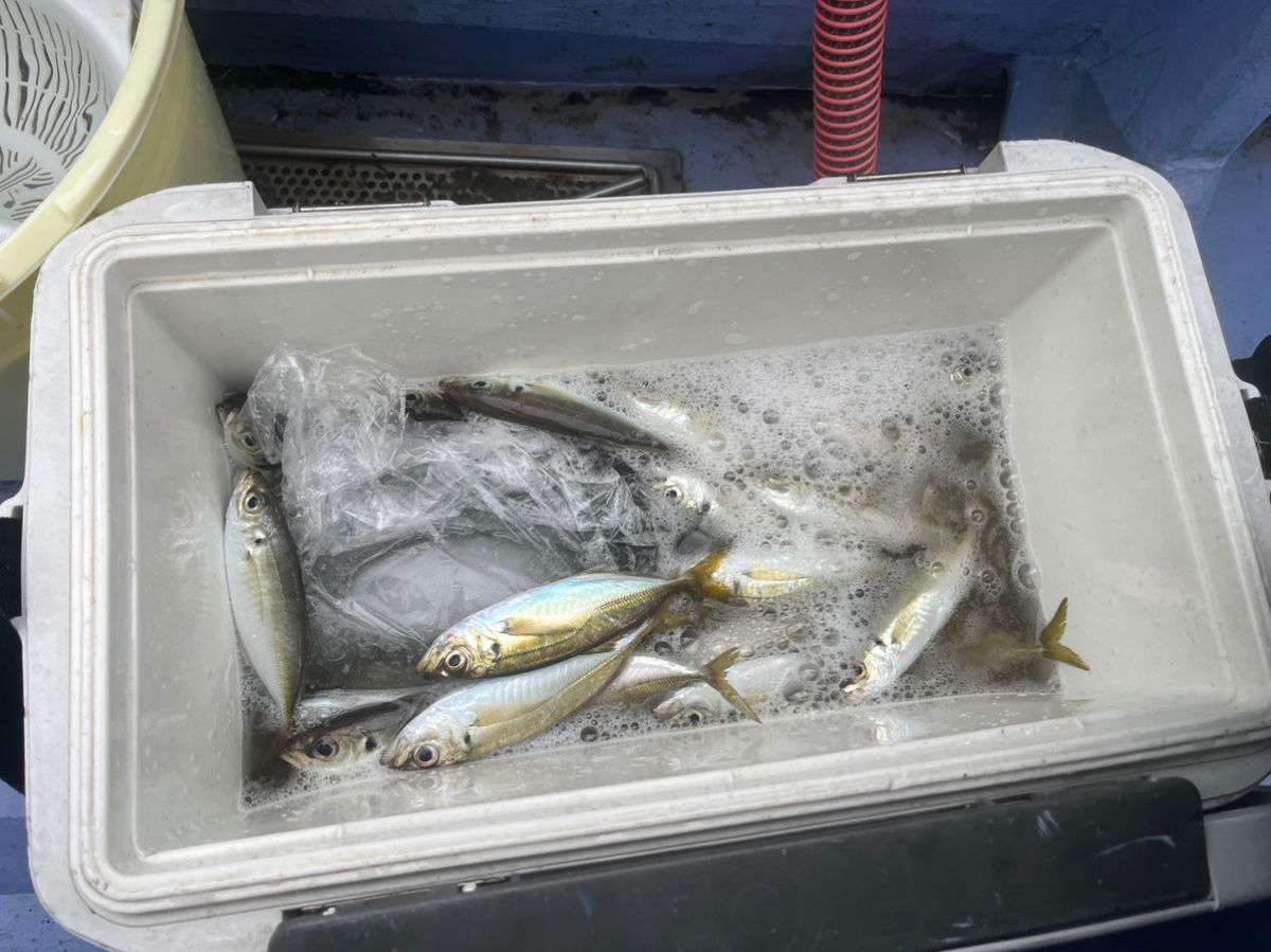 もみちゃんさんの釣果 2枚目の画像