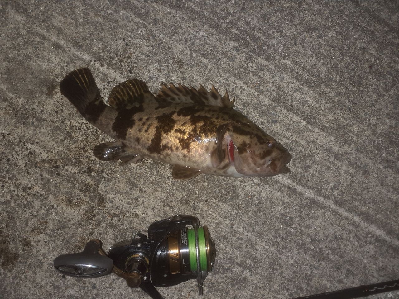 タケノコメバル