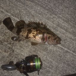 タケノコメバル