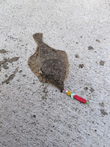 カレイの釣果