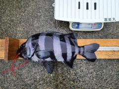 イシダイの釣果
