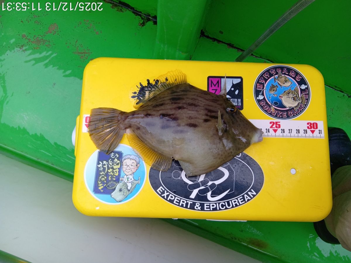 にゃんすけさんの釣果 1枚目の画像