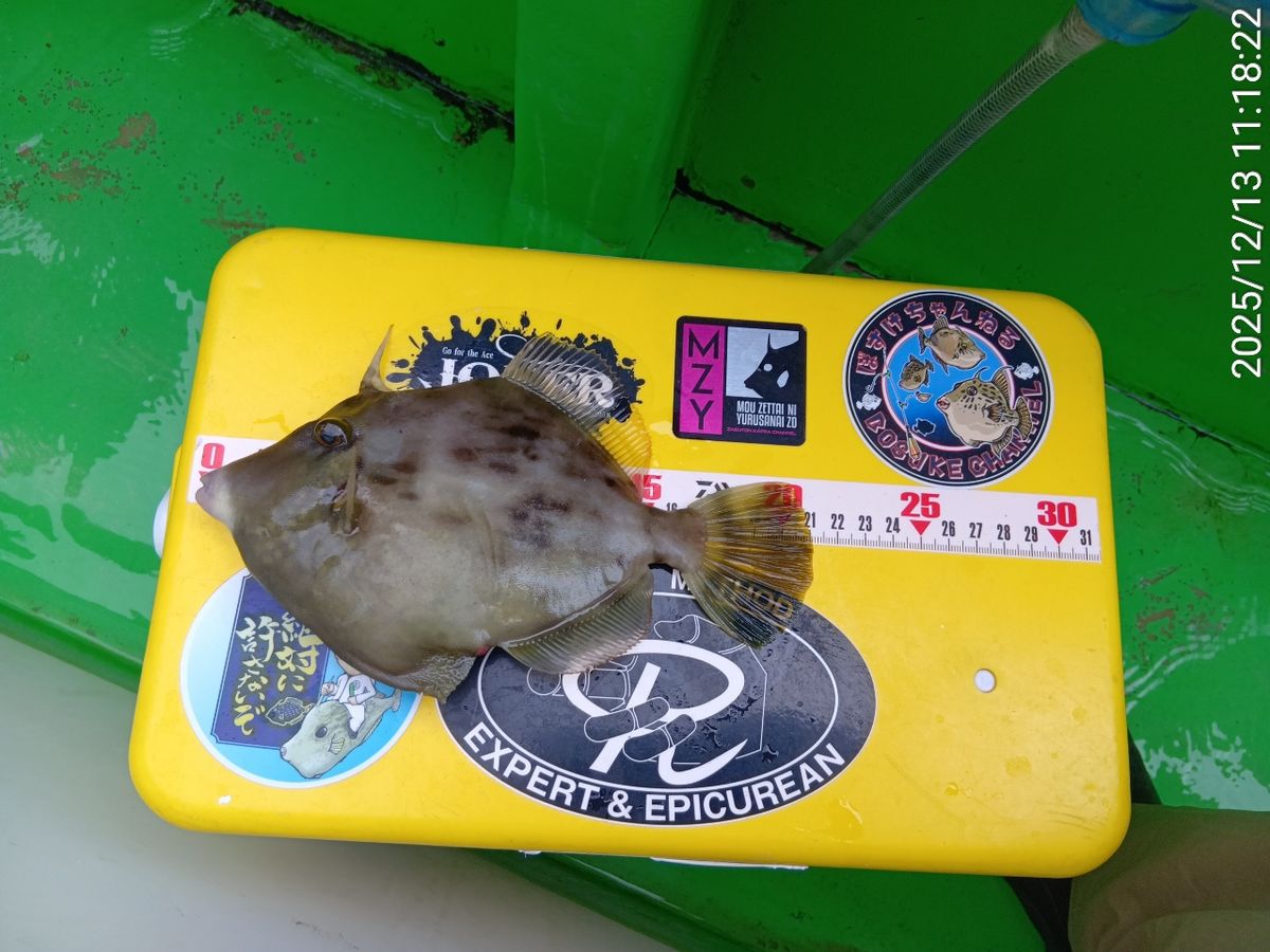 にゃんすけさんの釣果 2枚目の画像