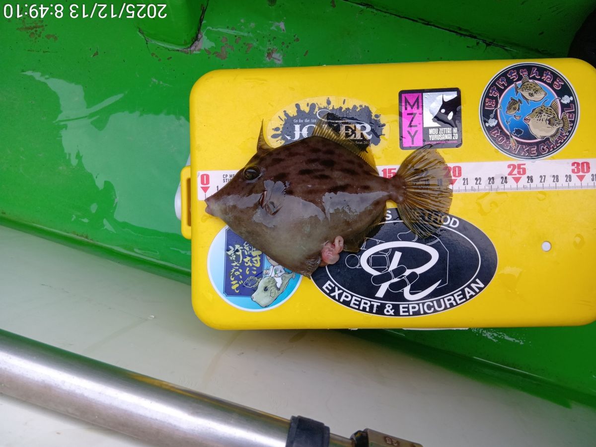 にゃんすけさんの釣果 3枚目の画像