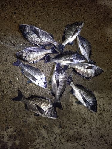 クロダイの釣果