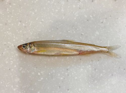 ワカサギの釣果