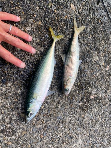 コノシロの釣果