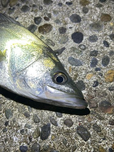 フッコ（マルスズキ）の釣果