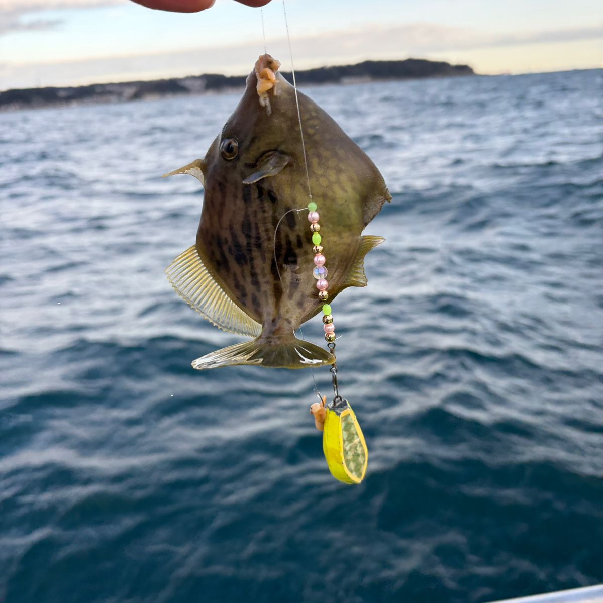 Tarzan1018さんの釣果 1枚目の画像