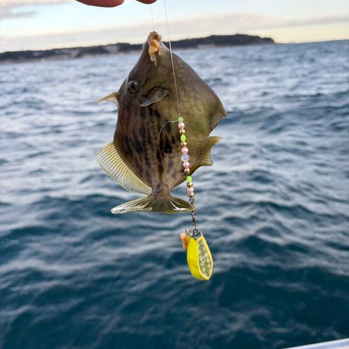 カワハギの釣果