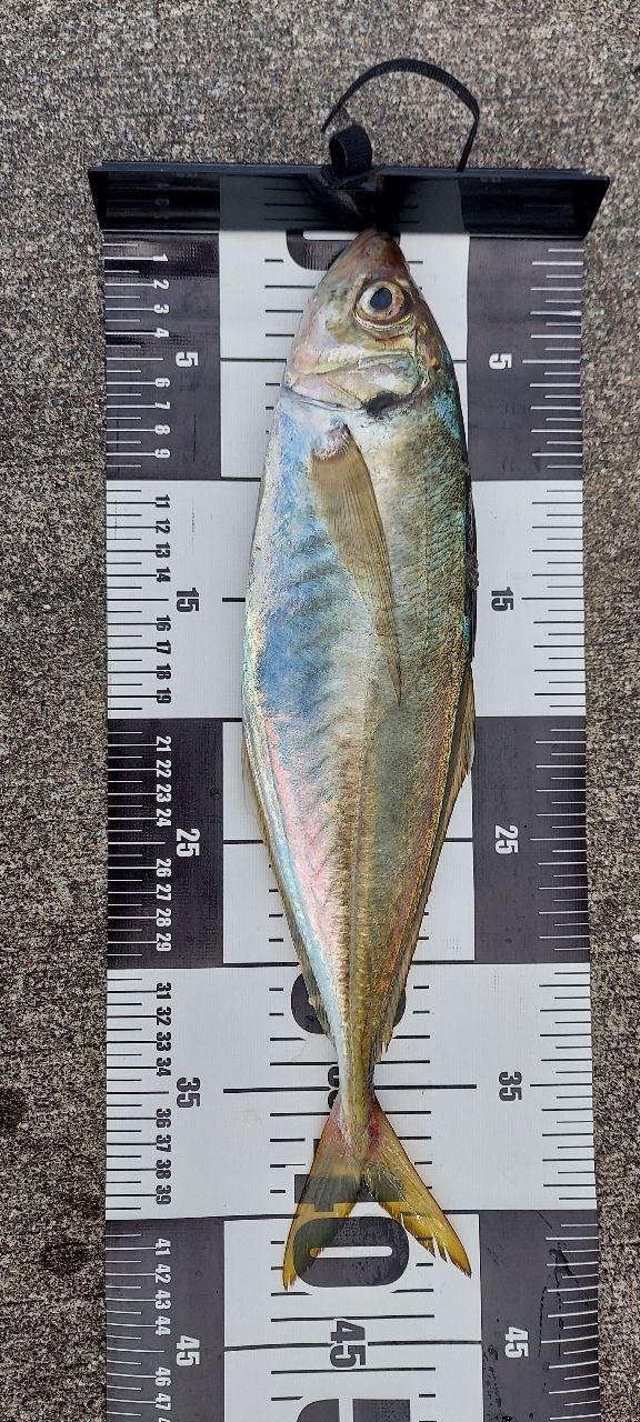 Stalker920さんの釣果 1枚目の画像